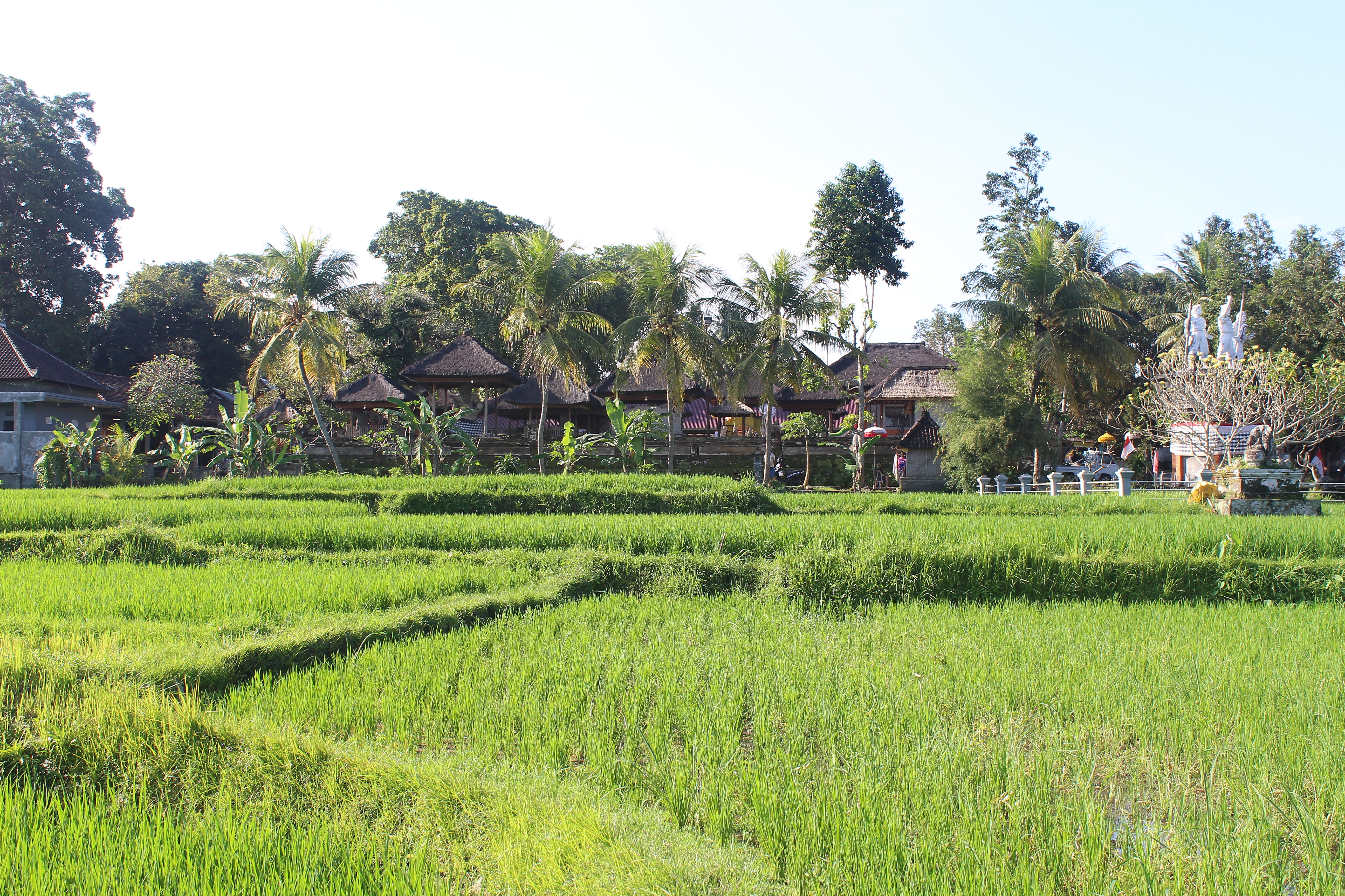 Thatch hut shrine complex in rice fields